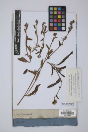 Lycopsis variegata