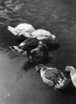 Gänse. Gänseschar am Wasser