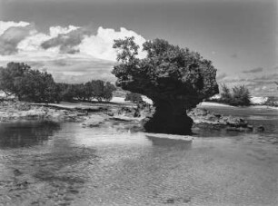 Korallenfelsen : Korallenfelsen während der Ebbe