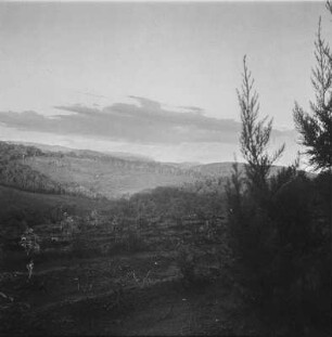 Landschaft : Blick über die Teeplantage Isolde Hentschels am Abend.