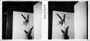 Orchidee - Frauenschuh (aus Burkheim)