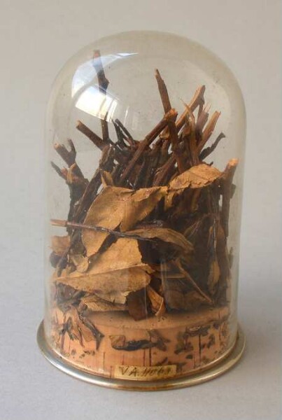 Tube en verre avec tiges et feuilles de plantes