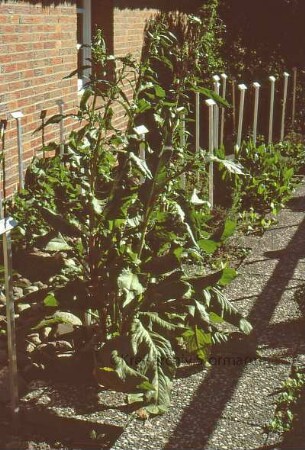 Stormarnsches Dorfmuseum: Gewürzgarten