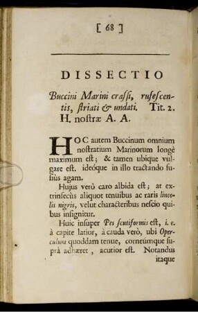 Dissectio Buccini Marini craffi, rufecentis, ...