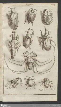 Pl. 14. Insectes