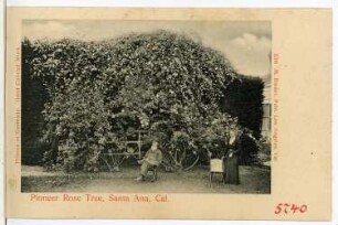 Santa Ana. Pioneer Rose Tree, Santa Ana, Cal.
