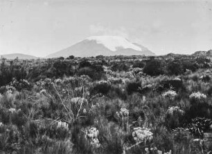 Landschaft mit Kibo : Blick über eine Ebene auf den verschneiten Kibo