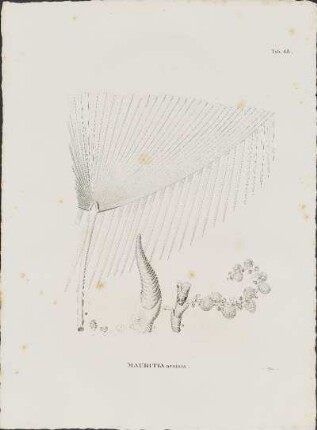 Tab. 43. Mauritia armata.