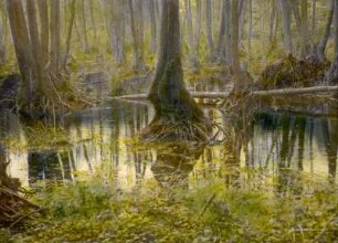Niedermoorzone im Spreewald mit Bruchwald : Partie mit naturnahem nassen Bruchwald im Spreewald. Alter Baumbestand mit freiliegenden Wurzelhälsen