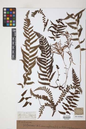 Blechnum filiforme (A.Cunn.) Ettingsh.
