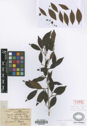 Eugenia calycolpoides Griseb.