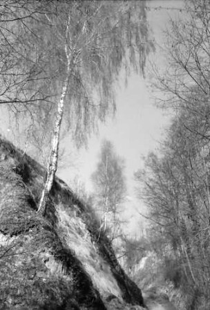 Wasenweiler: Birken am Hohlweg