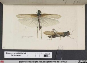Gryllus Migratorius / Die verheerende Zugheuschrecke.