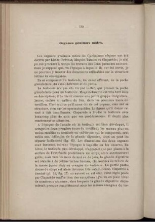 Organes génitaux mâles.