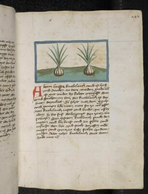 Zwiebelgewächs: Allium (Allium sativum / Alliaceae), Knoblauch; (aus Konrads von Megenberg "Buch der Natur")