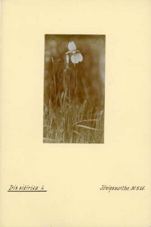 Sibirische Schwertlilie (Iris sibirica), auch Wiesen-Schwertlilie