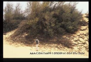 Arak Tree area