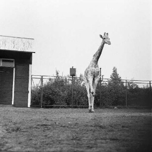 Zootiere. Giraffe im Tierpark Berlin-Friedrichsfelde