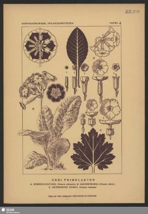 Drei Primelarten. A. Himmelsschlüssel (Primula officinalis), B. Gartenprimel (Primula elatior), C. Chinesische Primel (Primula chinensis)