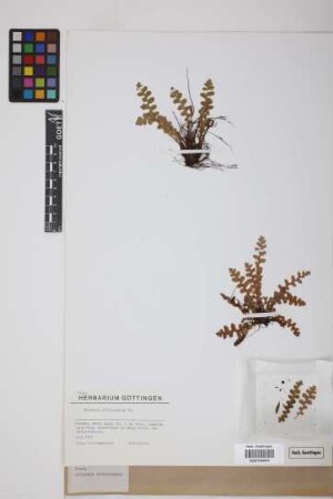 Ceterach officinarum DC.