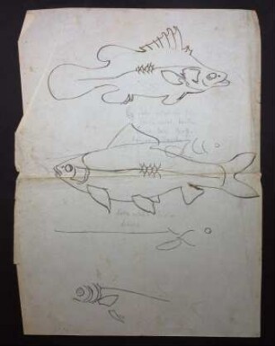 Skizzen mehrerer Fische