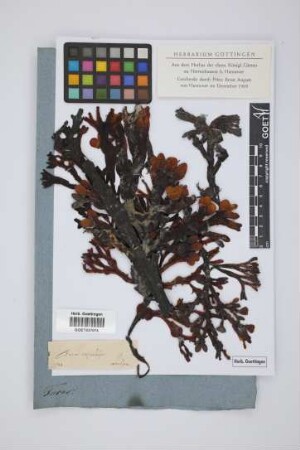 Fucus vesiculosus