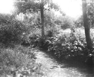 Westliches Lausitzer Gefilde. Schwarzwassertal bei Coblenz-Nedaschütz (Nedaschützer Skala) mit üppiger Uferflora