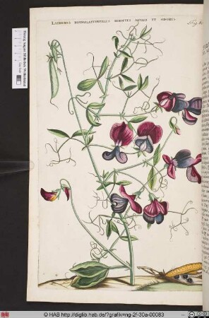 LATHYRUS DISTOPLATYPHYLLUS HIRSUTUS MOLLIS ET ODORUS.