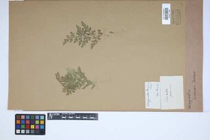 Selaginella braunii Baker