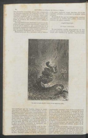 Capítulo XIV. - Un gran trepador.
