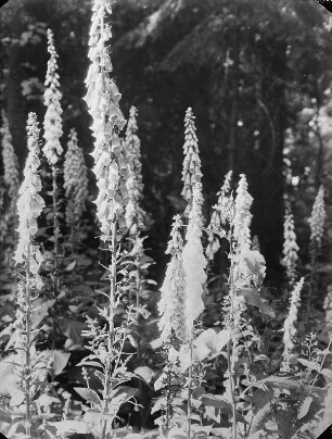 Unbekannter Ort. Fingerhut (Digitalis purpurea)