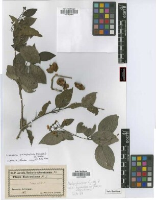 Mascagnia psilophylla (A. Juss.) Griseb.