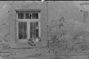 Höfgen. Akt-Pleinair 1979. Fenster eines Wohnhauses mit Katze