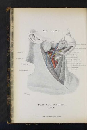 Fig. 33. Oberes Halsdreieck.