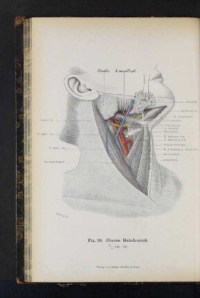 Fig. 33. Oberes Halsdreieck.