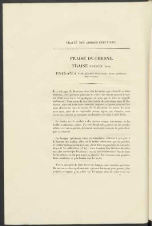 Fraise Duchessne. Fraise Marteau Duch. Fragaria Pistillaris ....
