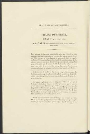 Fraise Duchessne. Fraise Marteau Duch. Fragaria Pistillaris ....