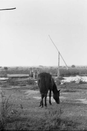 Pferdekoppel : Pferd auf einer Koppel