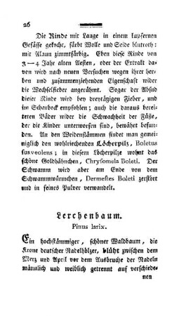 Lerchenbaum. Pinus larix.
