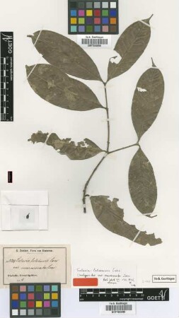 Salacia loloensis Loes. var. Loes. marmorata[isotype]
