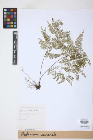 Asplenium uniseriale Raddi