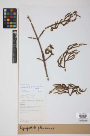 Lycopodiella glaucescens (C. Presl) B. &Oslash;llg.