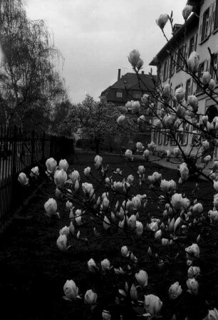 Magnolienblüte in der Weststadt.