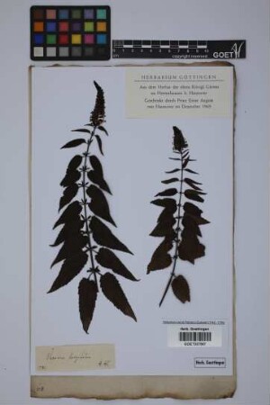 Veronica longifolia longifolia L.