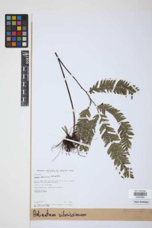 Adiantum villosissimum