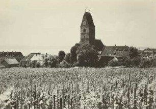 Hagnau. Blick zur Kirche : Hagnau. Blick über einen Weinberg zur katholische Kirche St. Johann Baptist