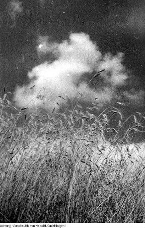 Selbstständige Bauern, Getreideernte, August 1952