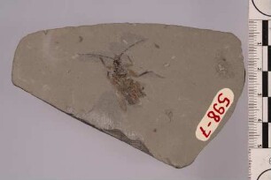 Bockkäfer (Cerambycidae)