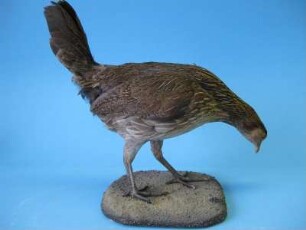 Bankivahuhn, Gallus gallus, Henne