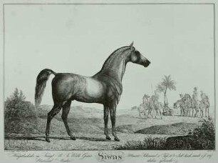 Siwas (Pferd) : Pferd, Radierung, 1821